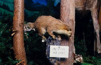 鼬獾藏品圖，第2張